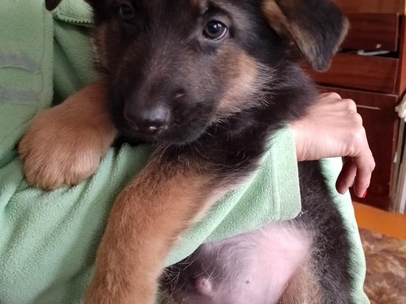 Продам цуценят німецької вівчарки